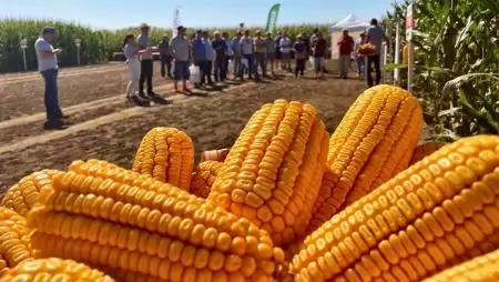 Újdonságok a kukorica- és napraforgó termesztők számára