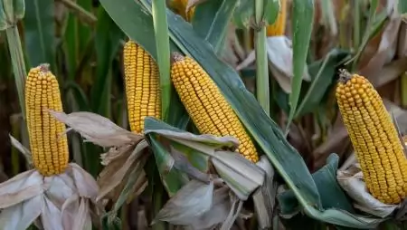 A takarmányelőállítás alapja a jól választott silókukorica hibrid