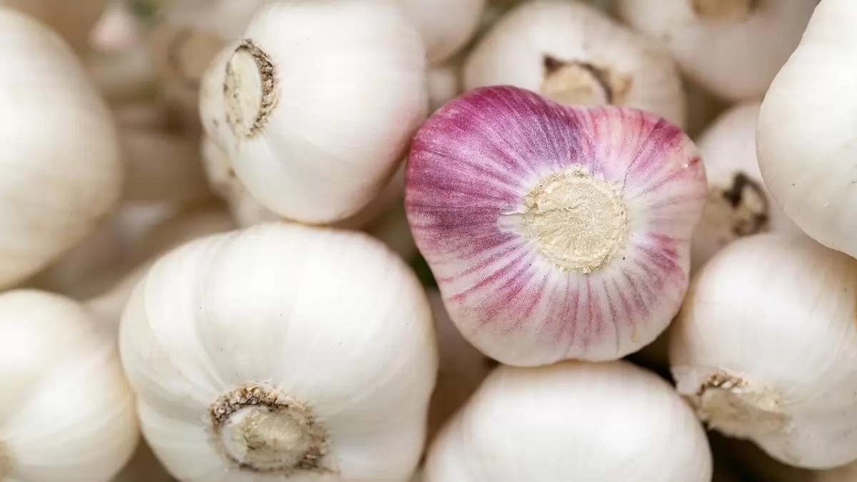 A fokhagyma piaca – kevesebbet termeltek idén az EU-ban