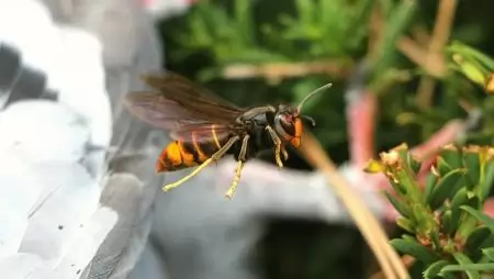 Magyar fejlesztésű eszköz segít az ázsiai lódarázs hazai terjedésének lassításában