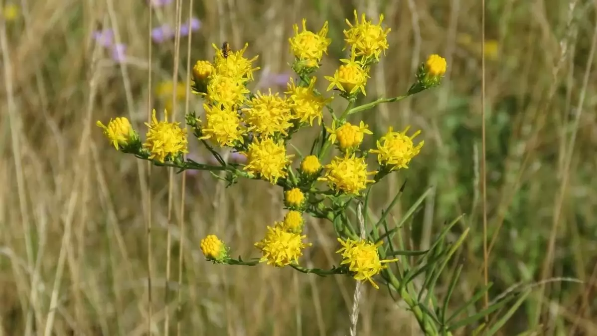A Kis-Sárréten új termőhelyeken  is megjelent az aranyfürt
