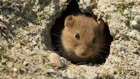 A mezei pockok elleni teljes felületkezelés magas kockázatot jelentene