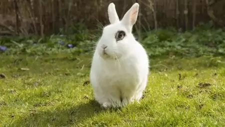 Kiváló fehérjeforrás, mégis mellőzött: a nyúlhús