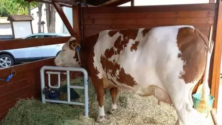 A tejpiac hírei – a nyerstej kiviteli ára 6 százalékkal volt magasabb a termelői átlagárnál