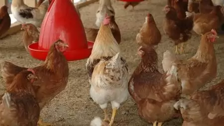 Újra elrendelte az országos főállatorvos a baromfik kötelező zártan tartását