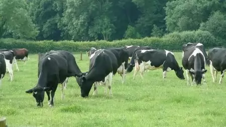 „A talaj a tőkéd” –  Legeltetés a tejelőtehenészetekben