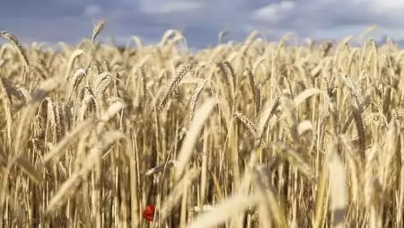 A kiutat keresik a gabonapiac szereplői