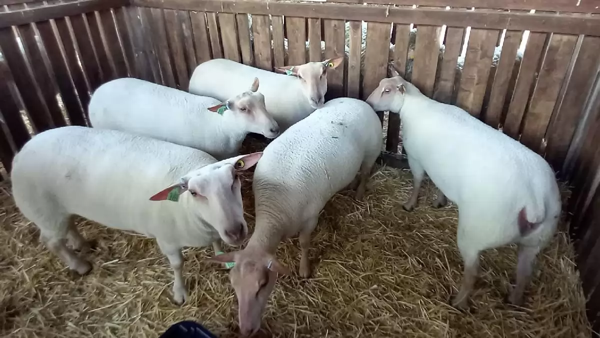 Javulnak a hazai antibiotikum eladási adatok az állategészségügyben
