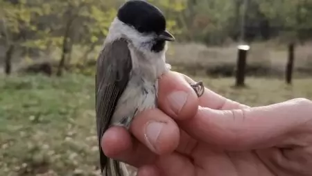 Visszatérő vendég egy ritkaöreg barátcinke a Jági-tónál