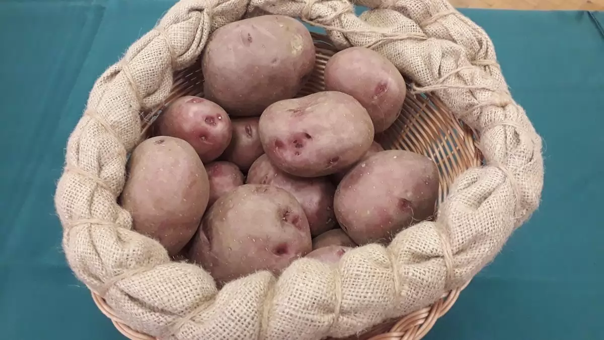 A burgonya piaca – kisebb terület, kevesebb termés