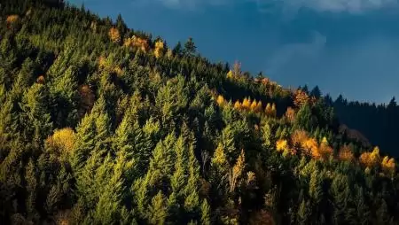 Az Európai Bizottság átfogó megfigyelést javasol az európai erdők ellenálló képességének javítása érdekében