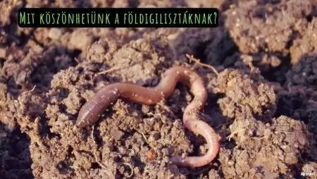 Mit köszönhetünk a földigilisztáknak?
