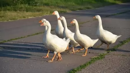 Kiváló minőségű magyar libahús kerülhet a Márton napi asztalra