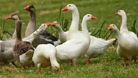 Madárinfluenza – már Békés vármegyében, Orosháza külterületén is megjelent