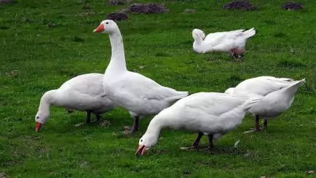 Csongrád-Csanád vármegyét is elérte a madárinfluenza