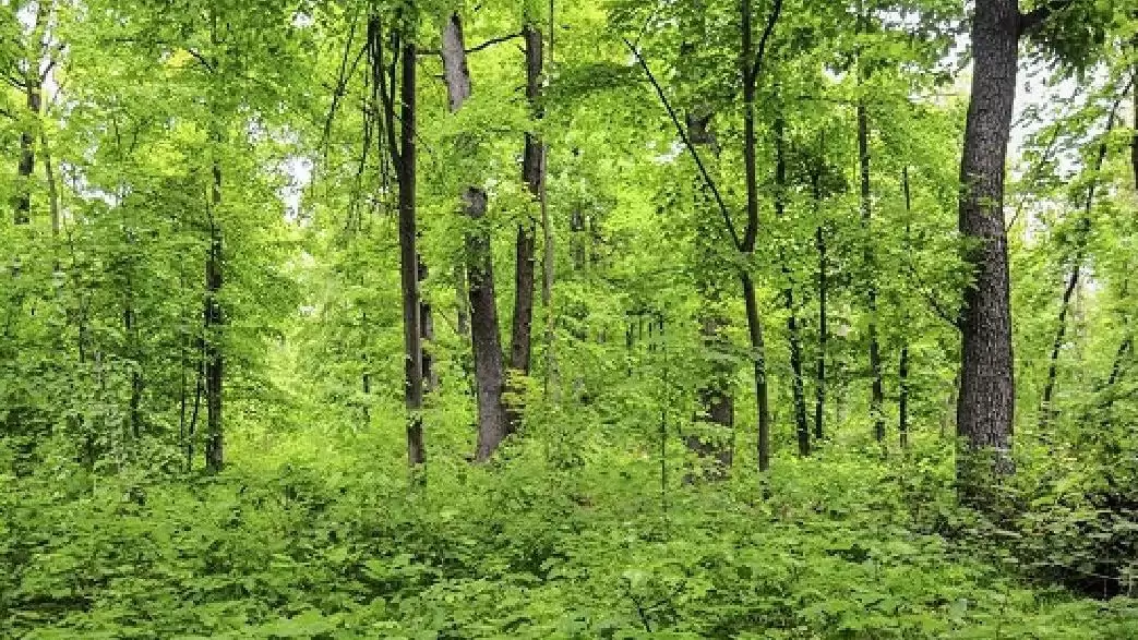 Örökerdők –Hárs-hegy, Szénások