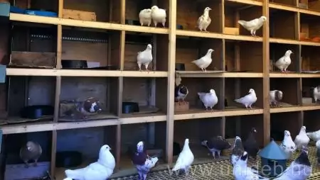 A húsgalamb-tenyésztés korszerűsítésének lehetőségei