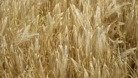 A rekordkifizetések éve 2023 a mezőgazdaságban