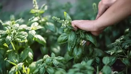 Fűszernövények hazai termesztését népszerűsíti a Corteva Agriscience támogatásával egy ráckevei női gazdálkodó
