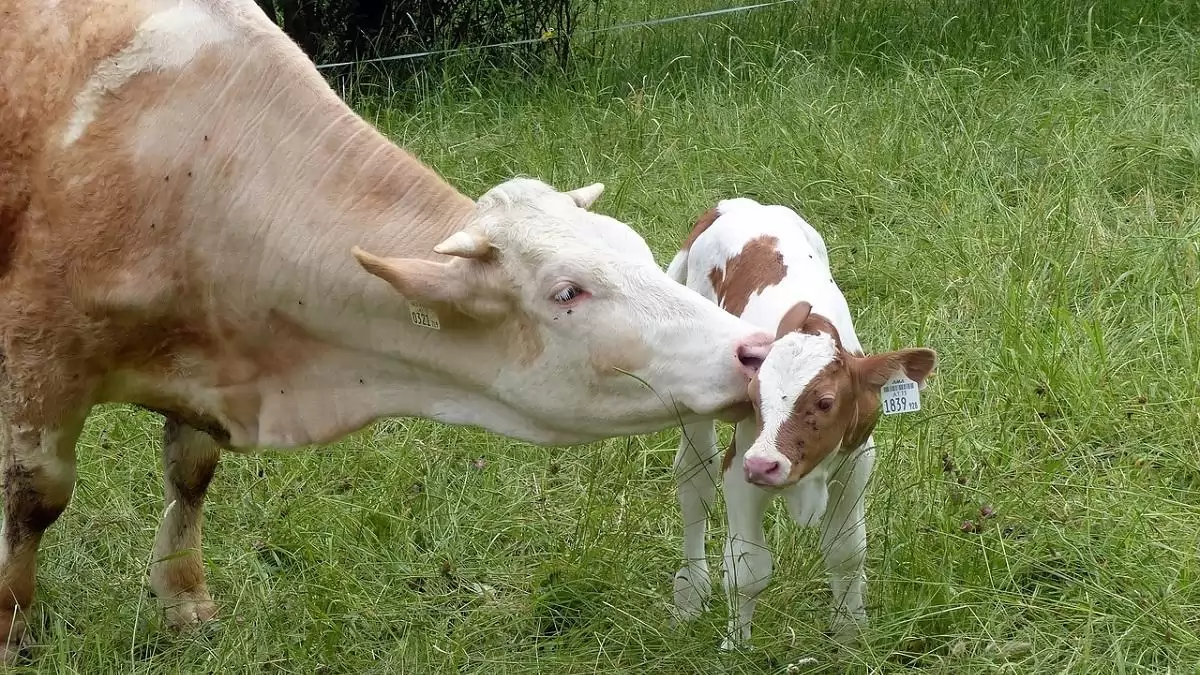 Országos kéknyelv-betegség vizsgálatokat rendelt el a Nébih