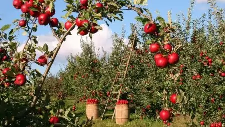 Emelkedik az őstermelők és az ŐCSG adómentességi határa