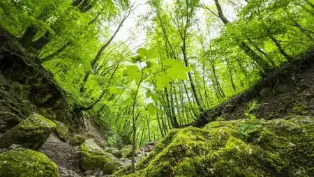 Idén több mint 2,5 millió facsemetét ültetett a Pilisi Parkerdő