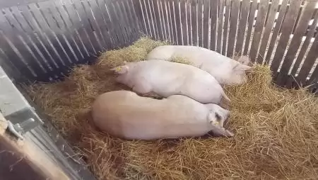 Javult a sertéstenyésztés hatékonysága