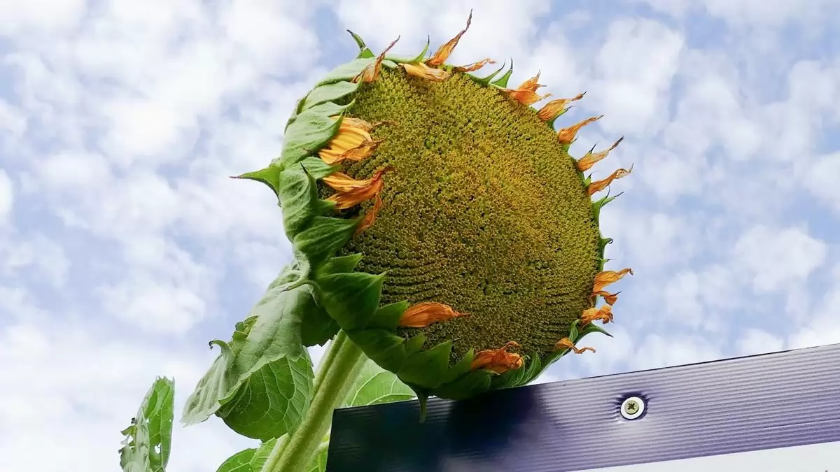 Két új napraforgóhibriddel bővült a kínálatunk