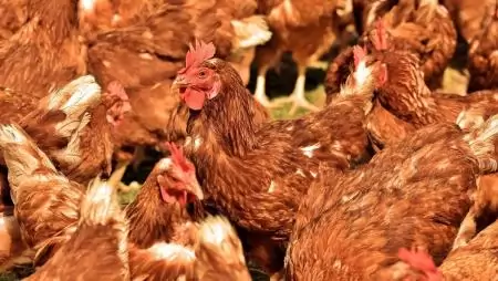 Bács-Kiskun vármegye újabb területén jelent meg a madárinfluenza