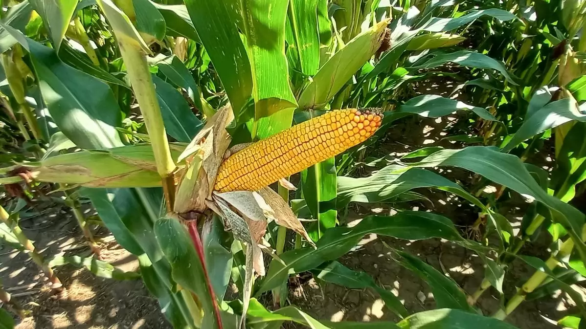 KAP 2023–2027 – Mit tartogat a pályázók számára a 2024?