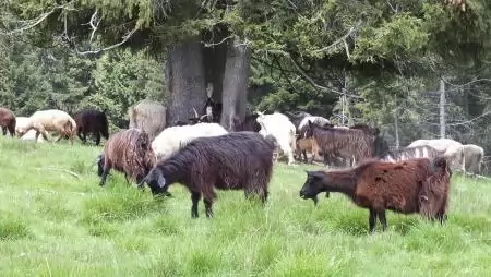 Csodákkal teli a hegyi emberek élete Erdélyben