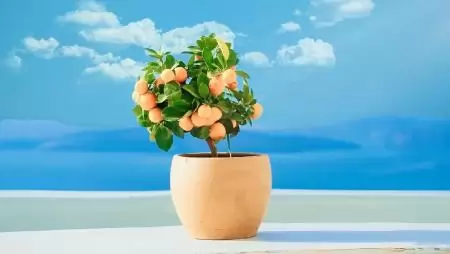 Milyen földet igényel a citromfa? – Akár otthon is elkészíthető