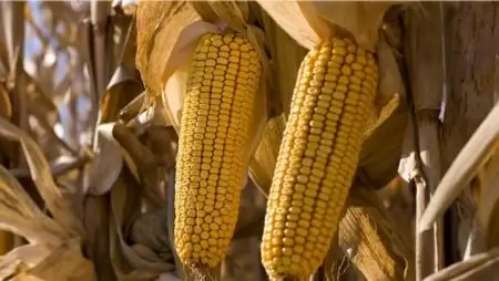 Új világrekord a 39,14 t/ha terméshozamú kukoricával