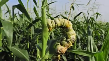 Golyvásüszög (Ustilago maydis) - A kukorica gombabetegségei I.