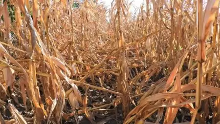 Hamuszürke szárkorhadás (Macrophomina phaseolina) - A kukorica gombabetegségei II.