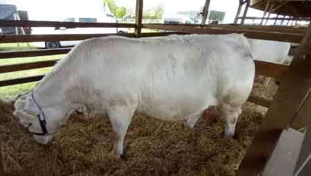 Segítség a hízottbika-tartóknak