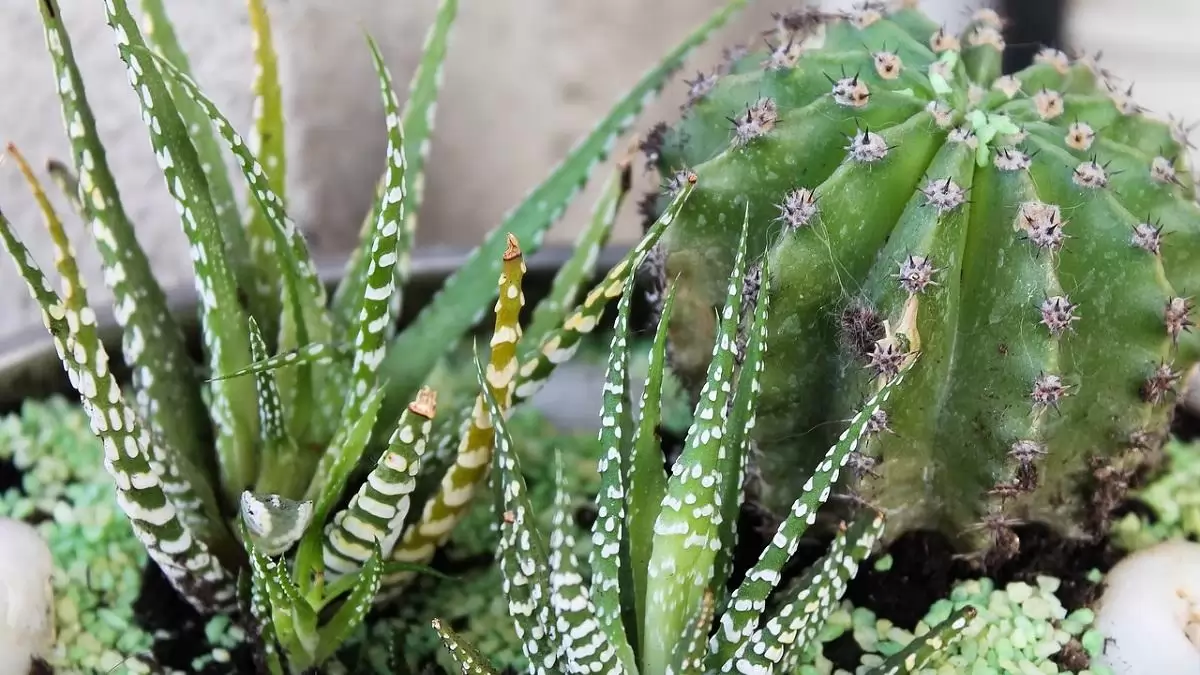 Változnak a növényútlevél kiállításra történő felhatalmazás feltételei