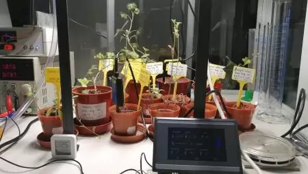 Űrnövények a MATE laboratóriumában