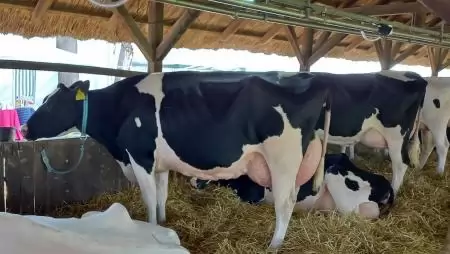 A tejtermékek feldolgozói értékesítési ára 2–6 százalékkal nőtt