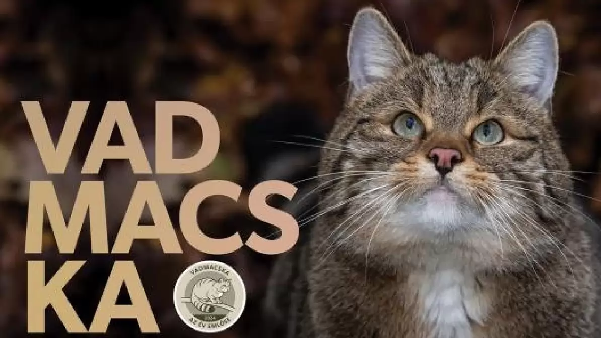 A vadmacska az év emlőse 2024-ben