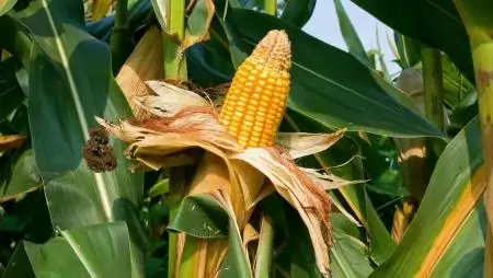 Véget ért a GOSZ–VSZT–NAK országos kukorica fajtakísérlete, elérhetőek az eredményei