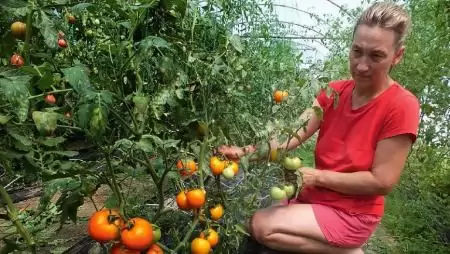 Egészségmegőrzés biozöldségekkel