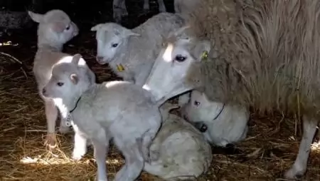 Ritka cikta bárányok születnek a DDNP tolnai állattartó telepén
