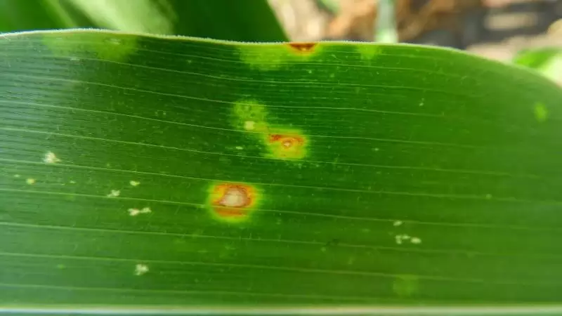 Kabatiellás szemfoltosság - Kabatiella zeae - A kukorica gombabetegségei III. 