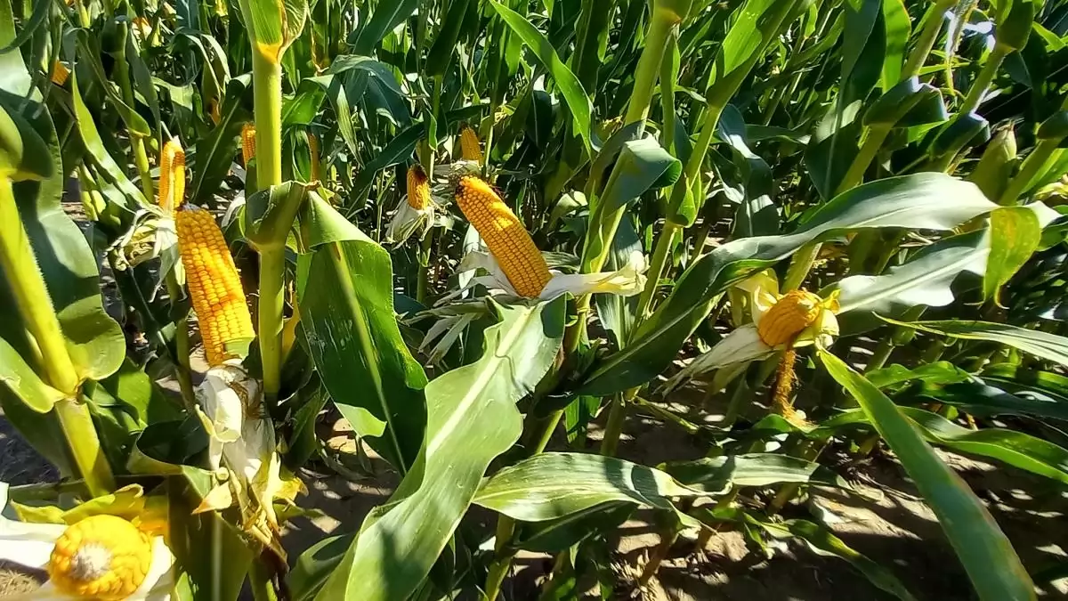 Új génkezelési technikák: az EP a zöld átállás érdekében támogatja a szabályokat