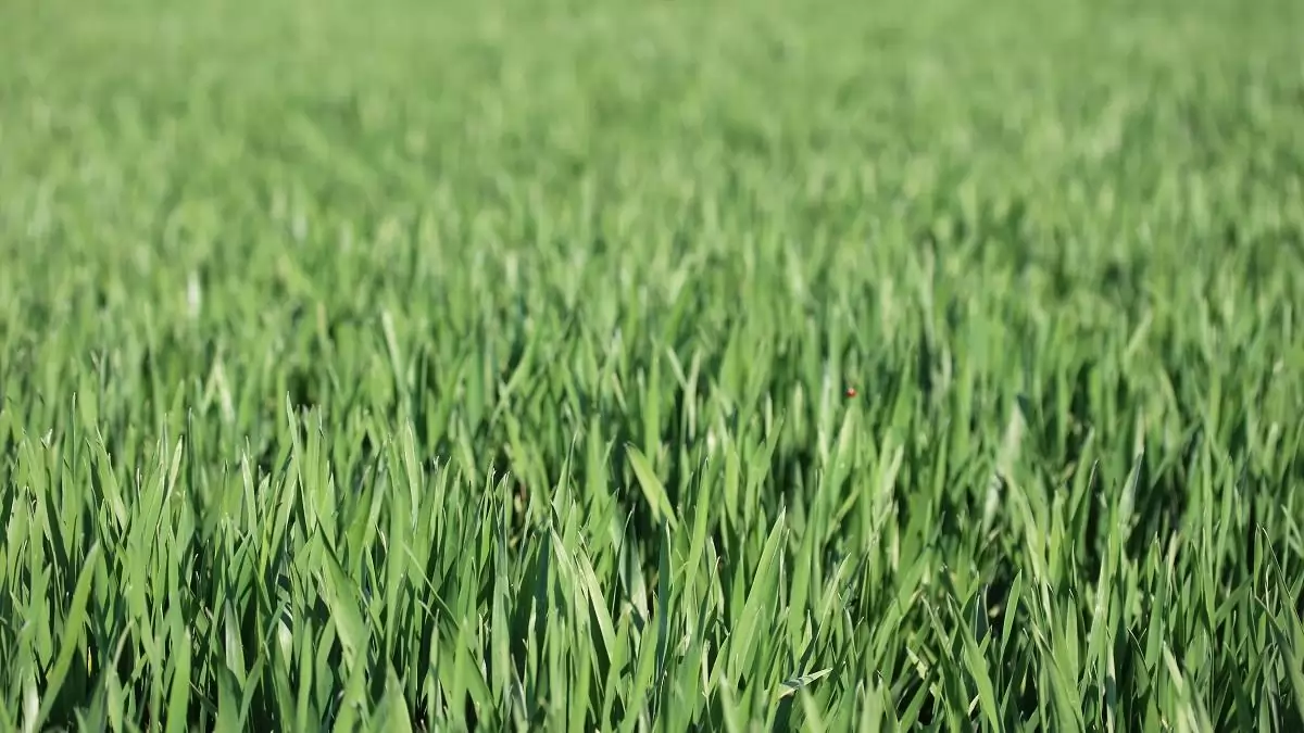 A KITE REVANS csomagja a kalászoskárosítók ellen!