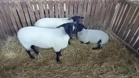 Kedvezőbbé válnak az anyajuh támogatás feltételei