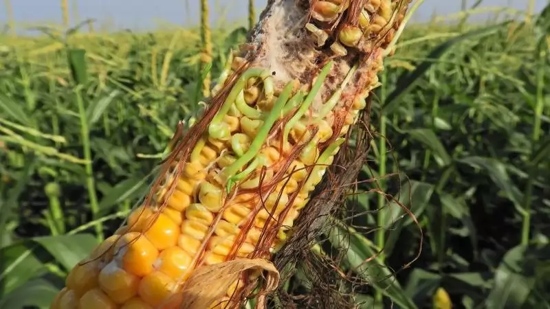 A kukorica betegségei - gombás betegségek képekkel