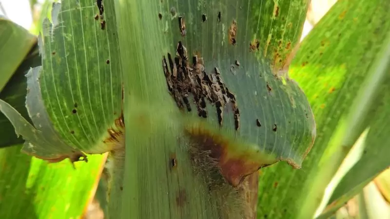 Kukoricarozsda (Puccinia sorghi) - A kukorica gombabetegségei IV.