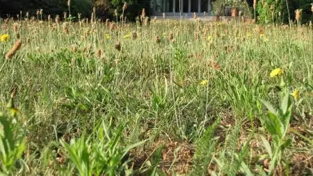 A lándzsás útifű nemcsak köhögés ellen jó, kiváló modellnövény is